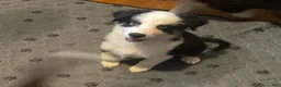 Mixed Breed dogs for sale: Jane - Ad 1