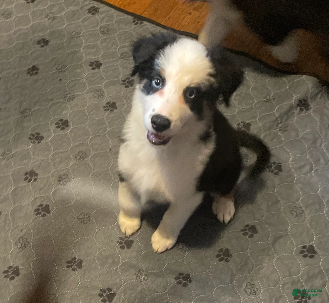 Mixed Breed dogs for sale: Jane - Ad 1