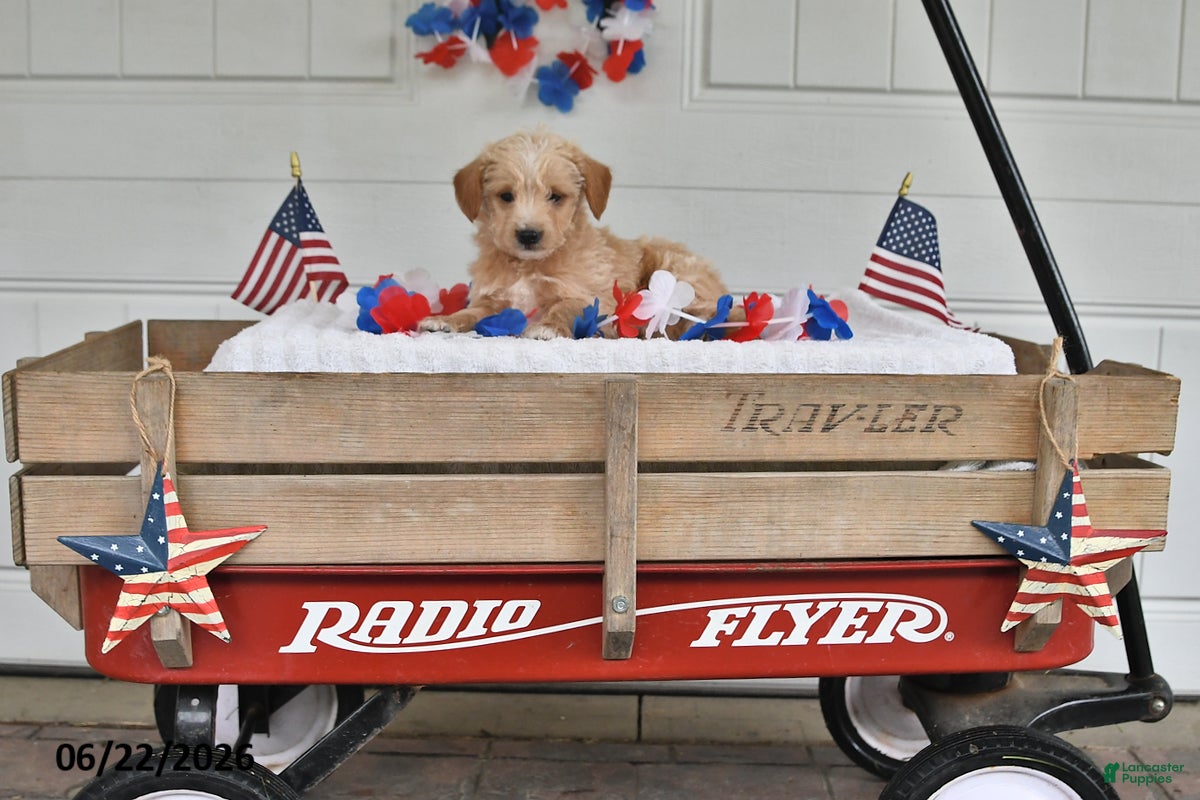 Mixed Breed dogs Sailor - Ad 2
