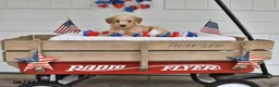 Toy Poodle dogs for sale: Sailor - Ad 2