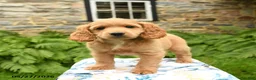 Cockapoo dogs for sale: Dash - Ad 5