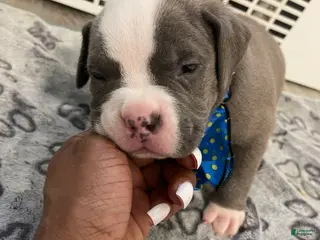 American Bully dogs American Bully Puppy 3 - Ad 28
