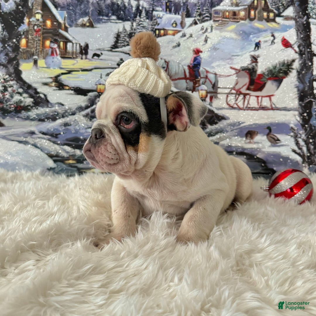 English Bulldog dogs for sale: Frodo  - Ad 3