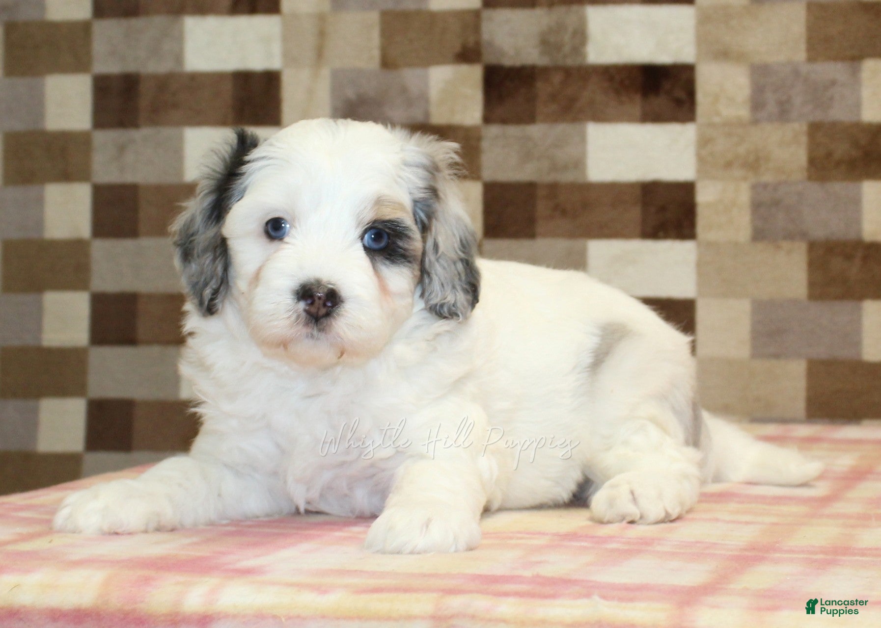 Mini Bernedoodle dogs Alvin - Ad 2