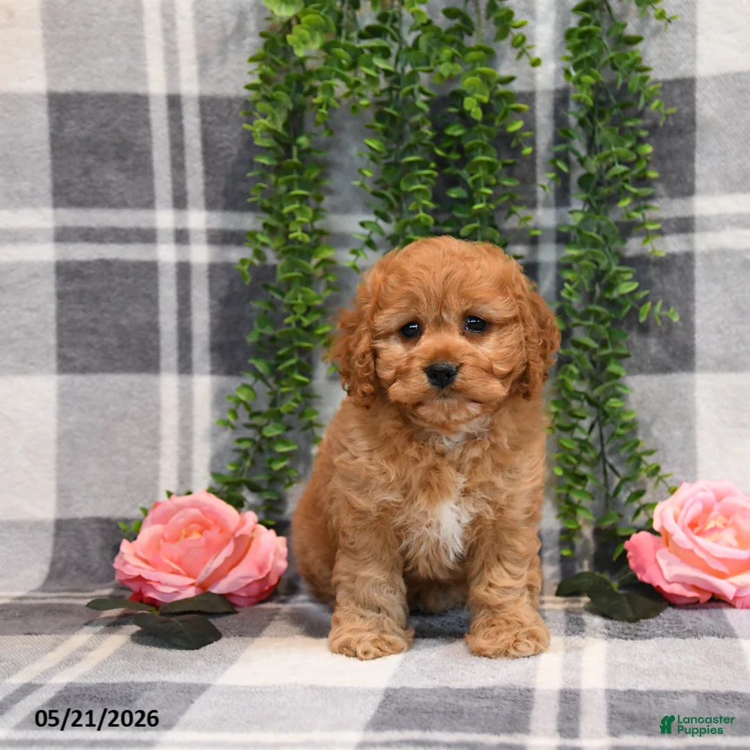 Cockapoo dogs for sale: Ida - Ad 1