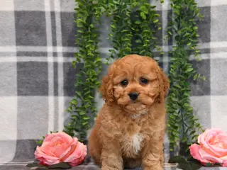 Cockapoo dogs for sale: Ida - Ad 3