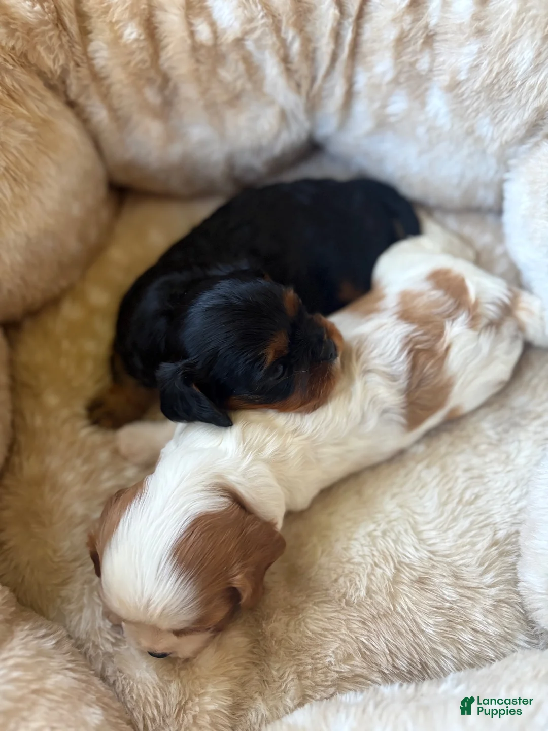 Cavalier King Charles Spaniel dogs for sale: Cavalier King Charles Spaniel 2 - Ad 11