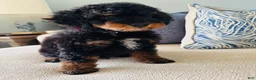 Miniature Poodle dogs for sale: Miniature Poodle Puppy 2 - Ad 4