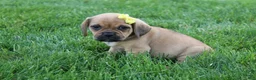 Puggle dogs for sale: Allie - Ad 6