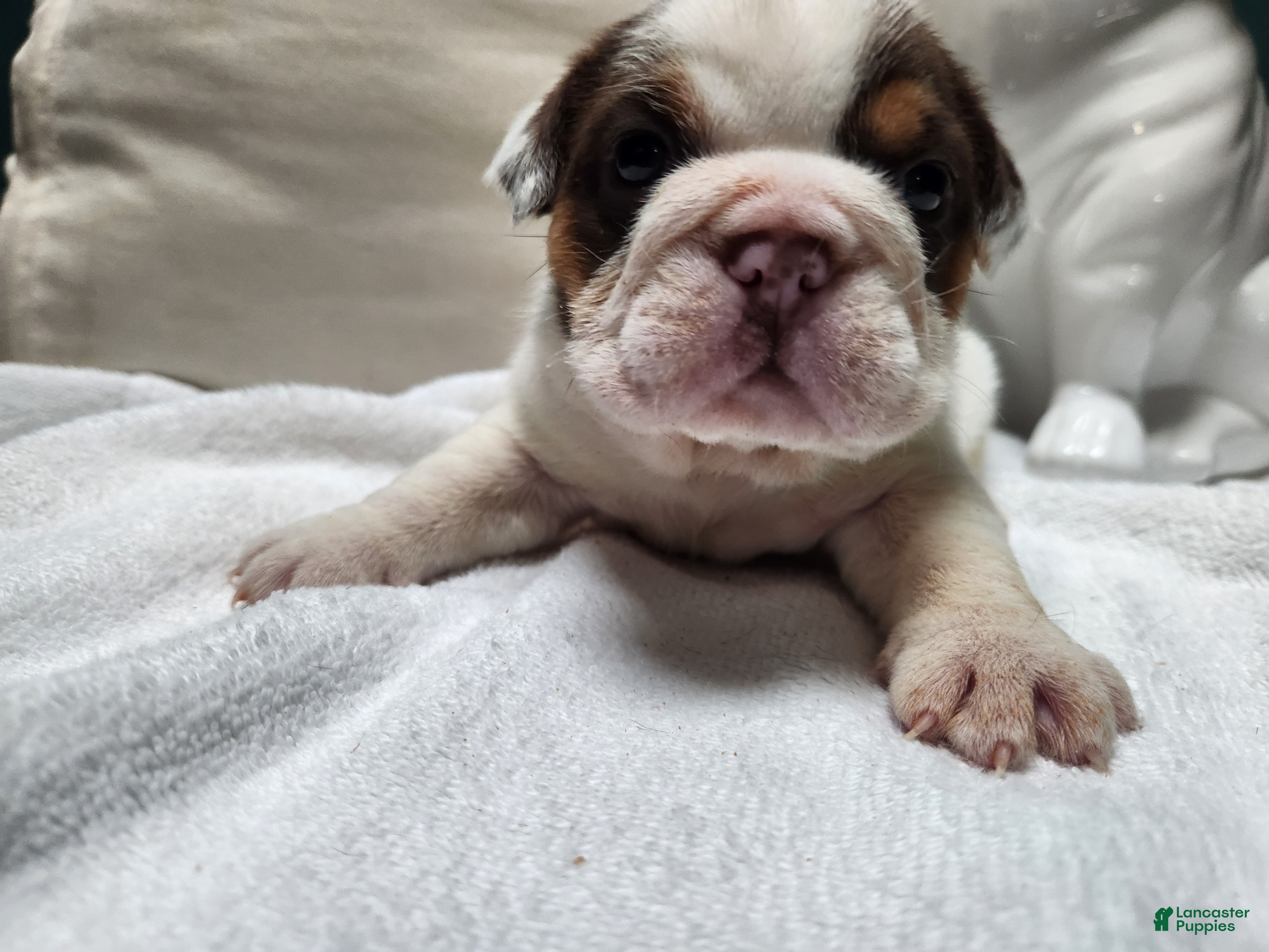 English Bulldog dogs English Bulldog Puppy 5 - Ad 34