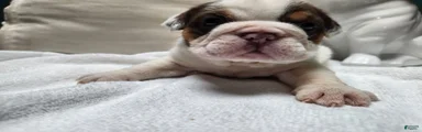 English Bulldog Puppy 5