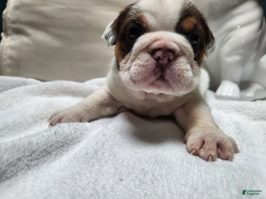 English Bulldog dogs for sale: English Bulldog Puppy 5 - Ad 1