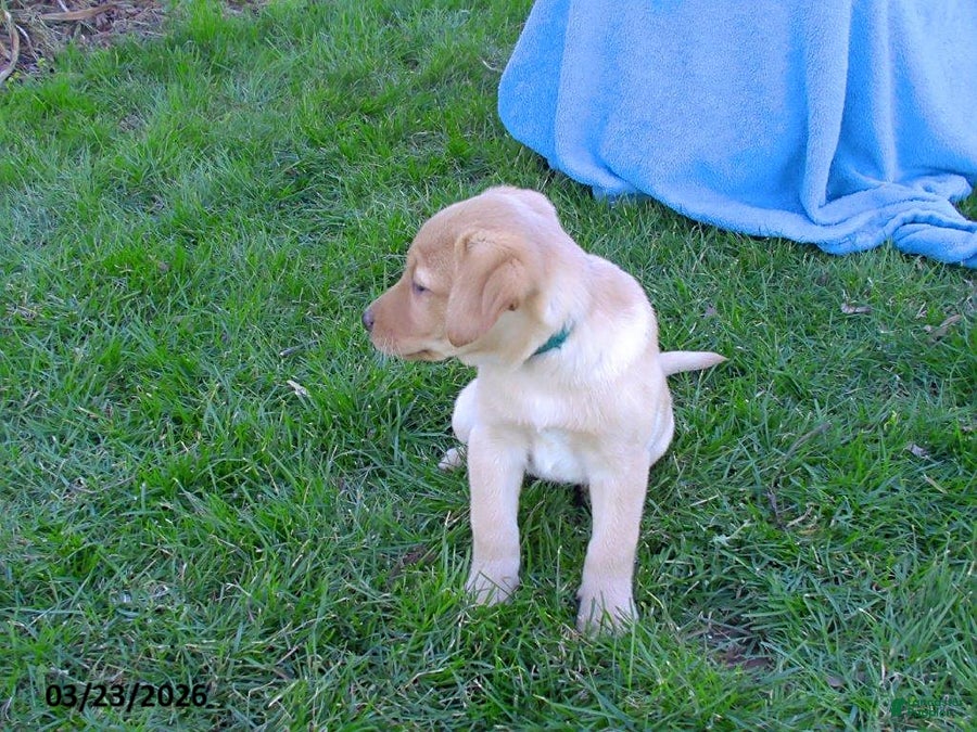Labrador Retriever dogs Brooklyn - Ad 2