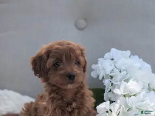 Cavapoo dogs for sale: Amy - Ad 2