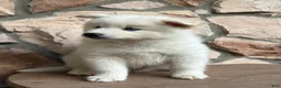 Pomsky dogs for sale: Surf - Ad 7