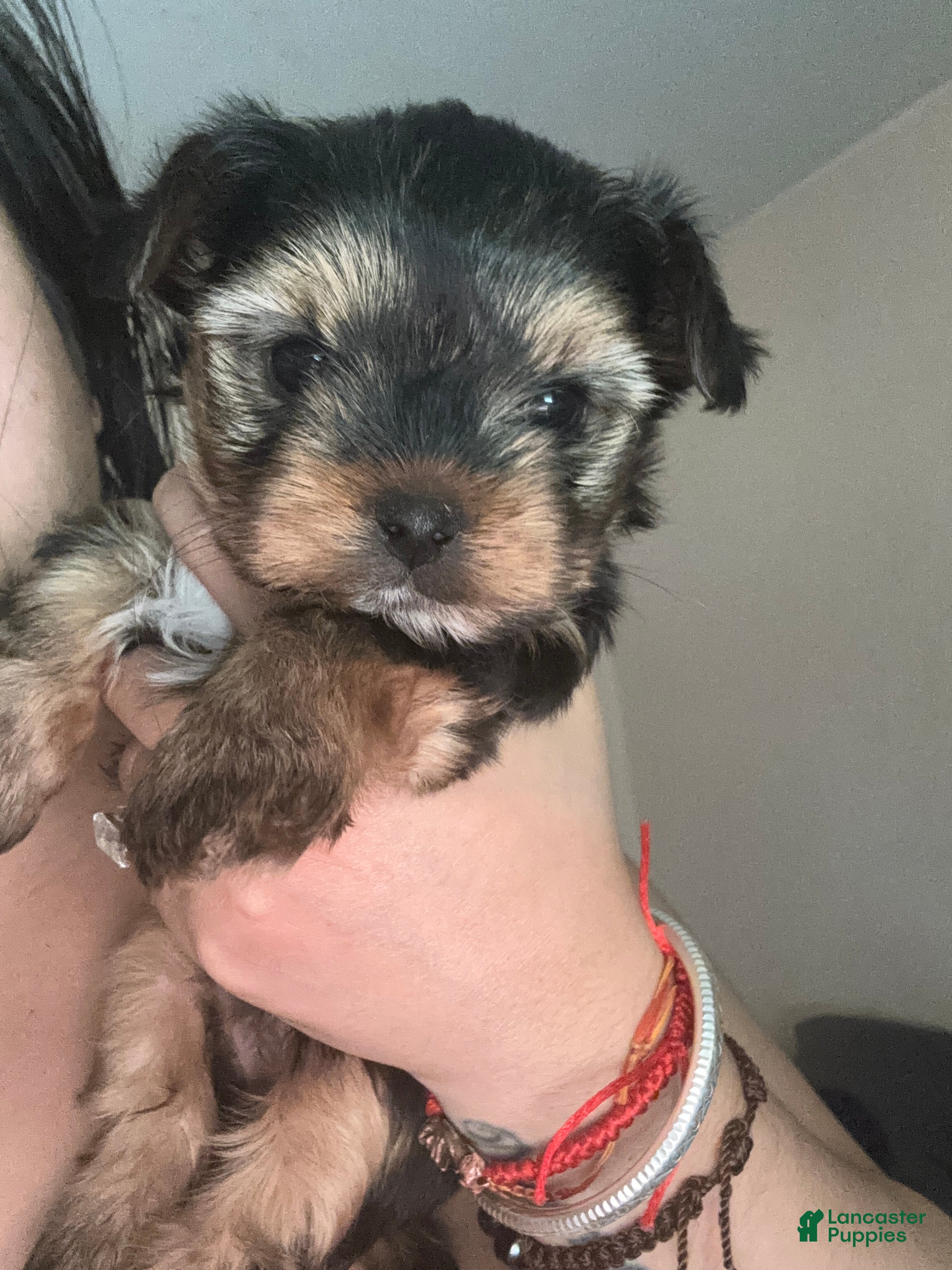 Yorkshire Terrier dogs for sale: Yorkshire Terrier Puppy 3 - Ad 4