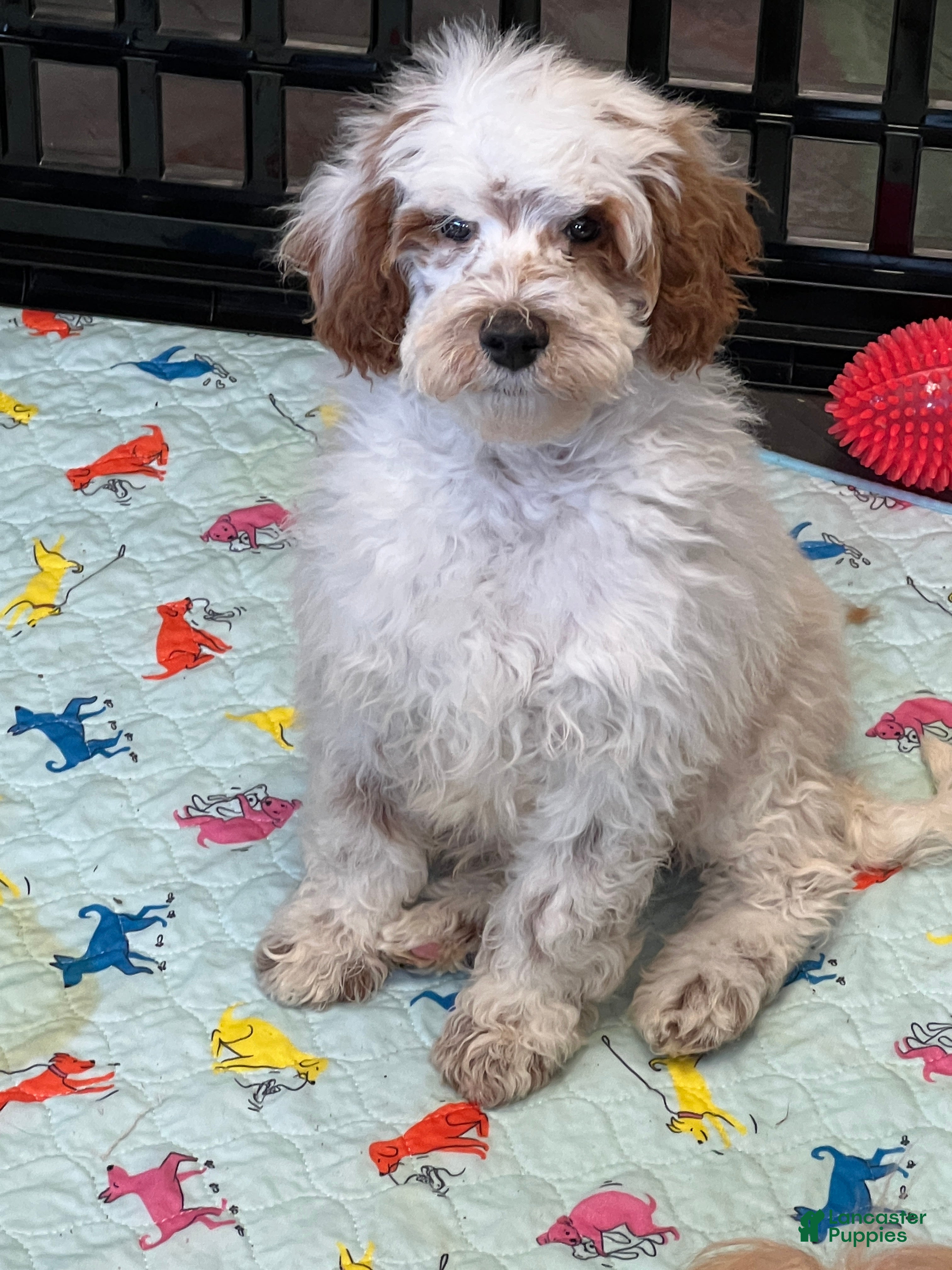 Mini Goldendoodle dogs Buster - Ad 19