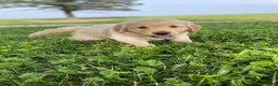 Golden Retriever dogs for sale: Daisy - Ad 4