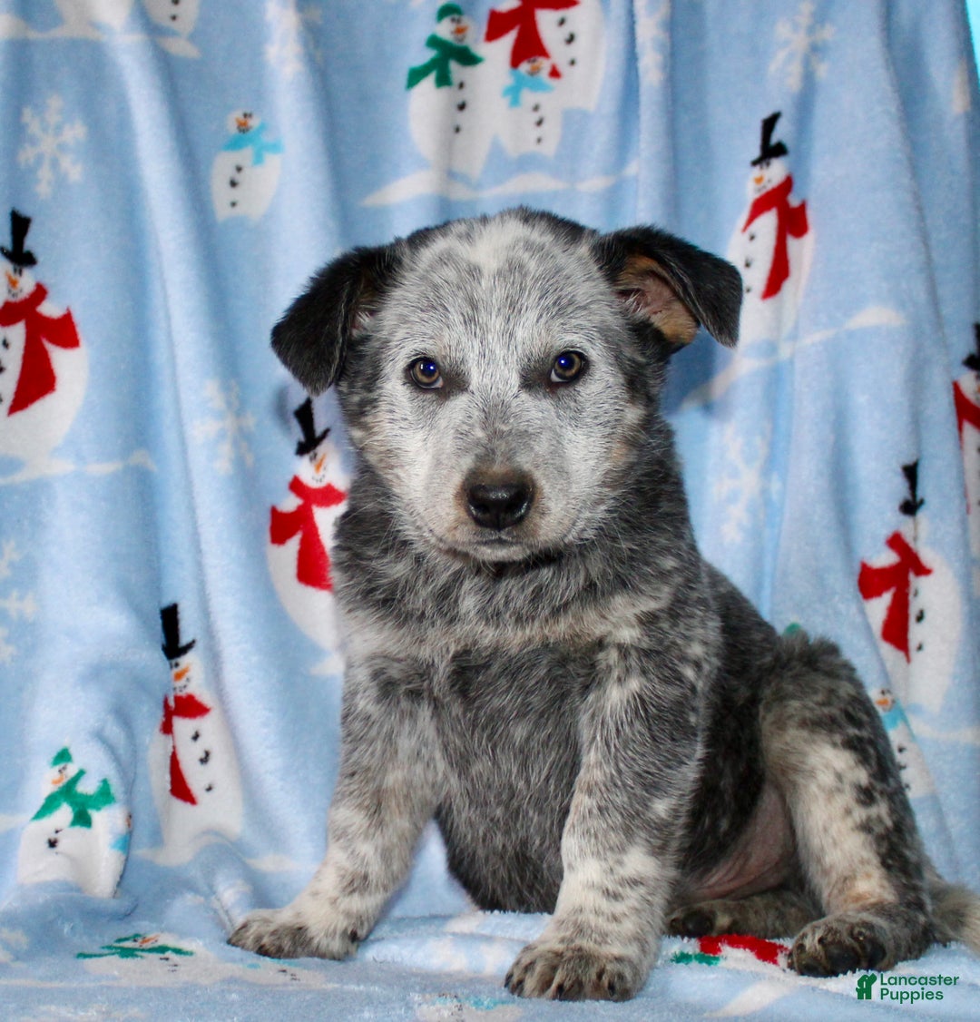 Australian Cattle Dog dogs for sale: Rambo - Ad 5