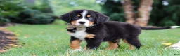 Bernese Mountain Dog dogs for sale: Theo - Ad 5