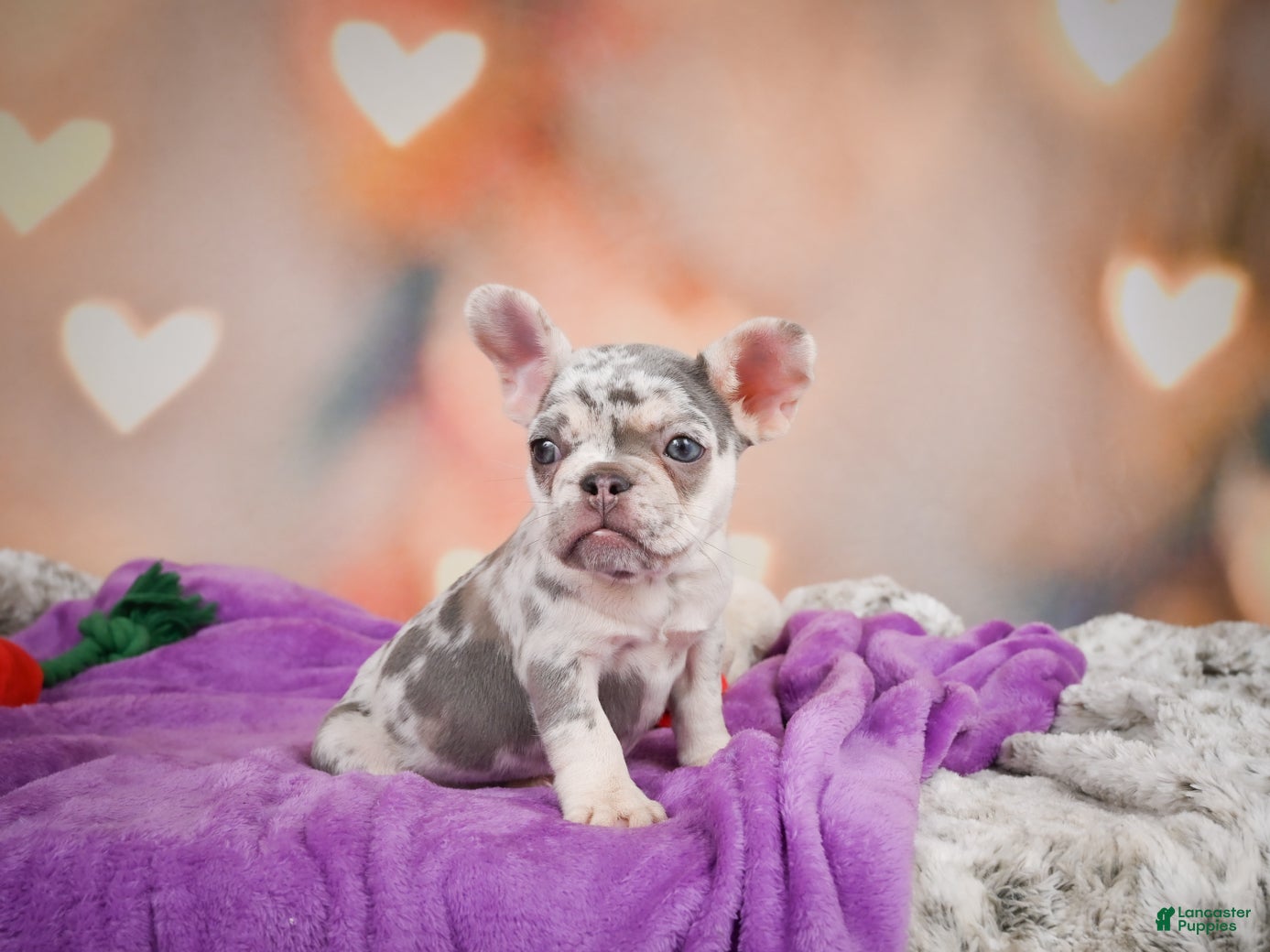 French Bulldog dogs Sammie - Ad 1
