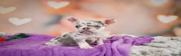 French Bulldog dogs for sale: Sammie - Ad 1
