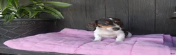 Miniature Dachshund dogs for sale: Daisy - Ad 3
