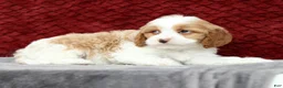 Cavapoo dogs for sale: Stanley - Ad 7
