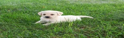Labrador Retriever dogs for sale: Ranger - Ad 5