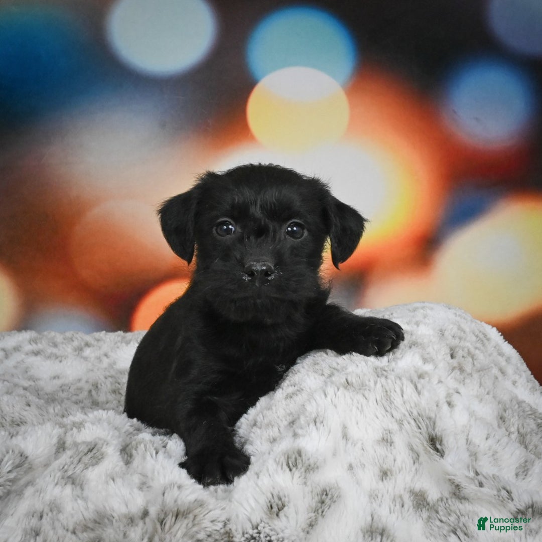 Mixed Breed dogs for sale: Rover - Ad 4