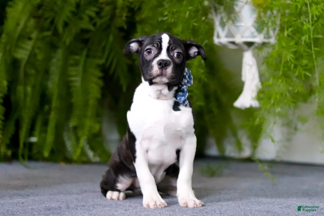 Boston Terrier dogs for sale: Prancer - Ad 3