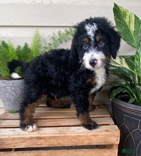 Mini Bernedoodle dogs Buster- medium - Ad 2