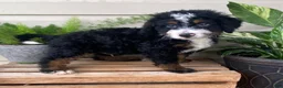 Mini Bernedoodle dogs for sale: Buster- medium - Ad 2