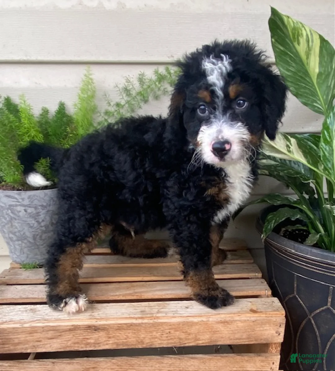Mini Bernedoodle dogs for sale: Buster- medium - Ad 2