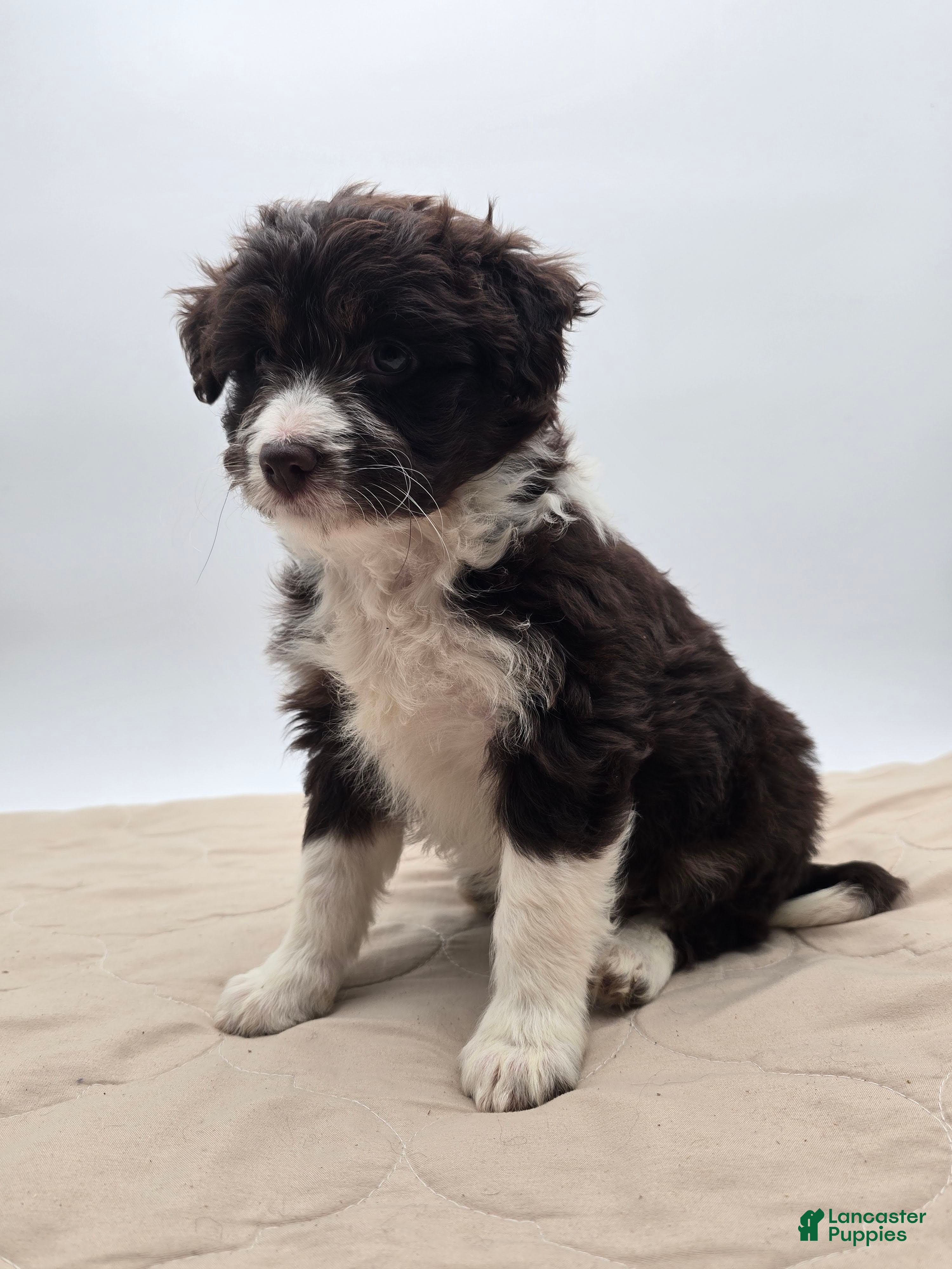 Aussiedoodle dogs Lucy - Ad 2