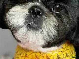 Shih Tzu dogs Shih Tzu Puppy 2 - Ad 14