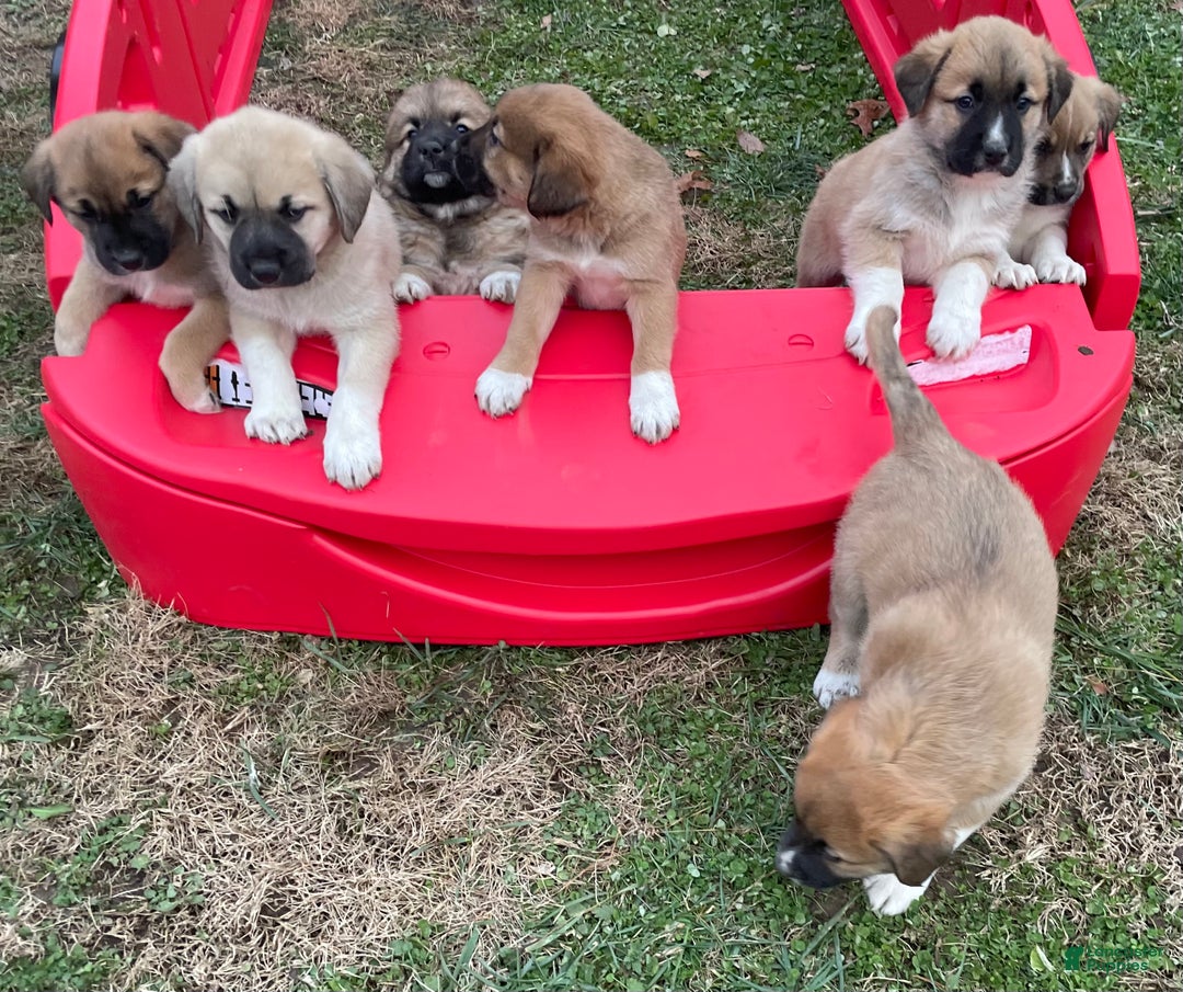 Mixed Breed dogs for sale: 💫Comet: one of Santa’s Rein-puppies  - Ad 11