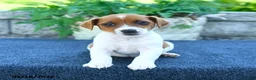 Jack Russell Terrier dogs for sale: Jackie - Ad 4