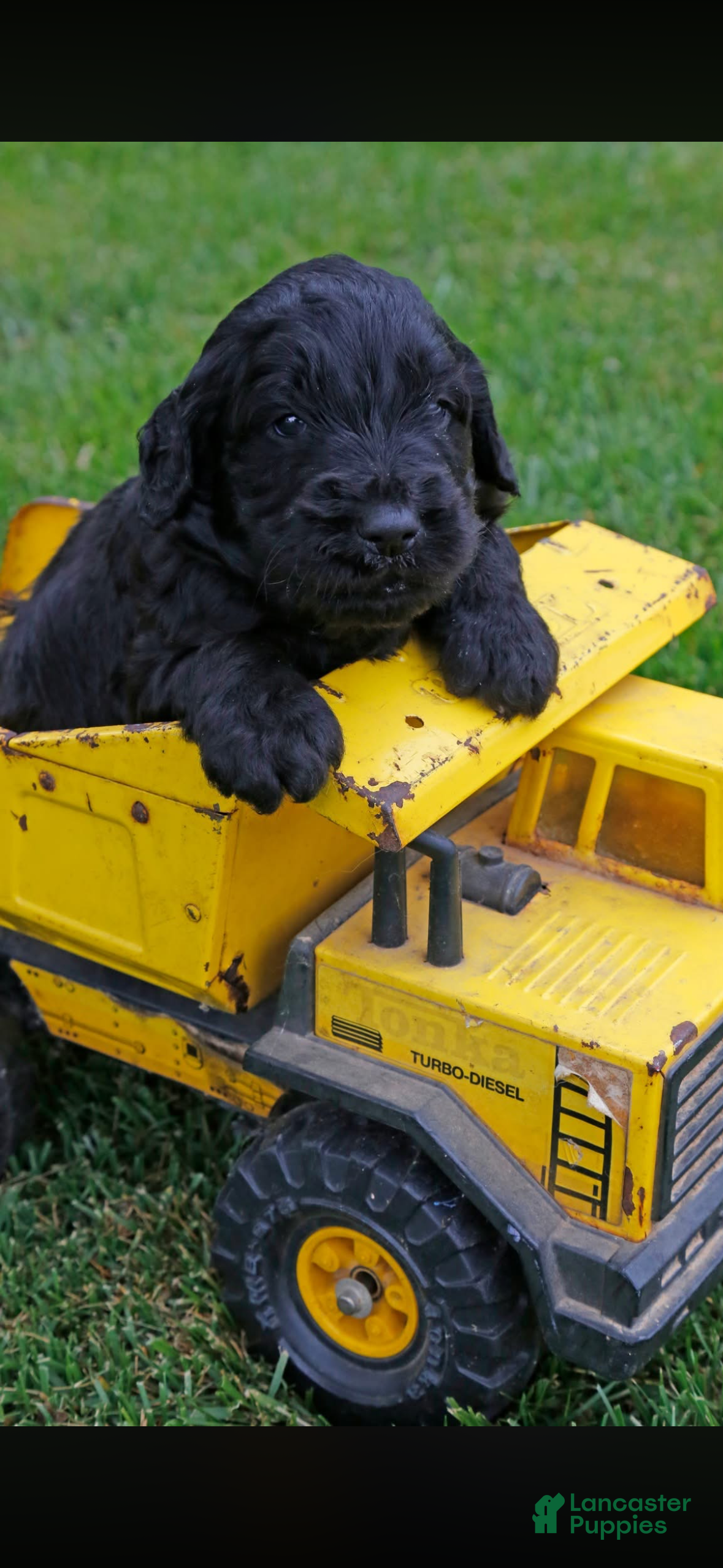Goldendoodle dogs for sale: Goldendoodle Puppy 2 - Ad 1