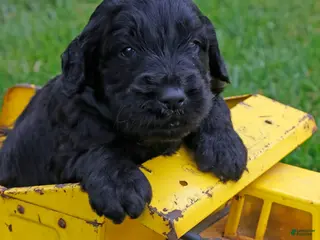 Goldendoodle dogs for sale: Goldendoodle Puppy 2 - Ad 1