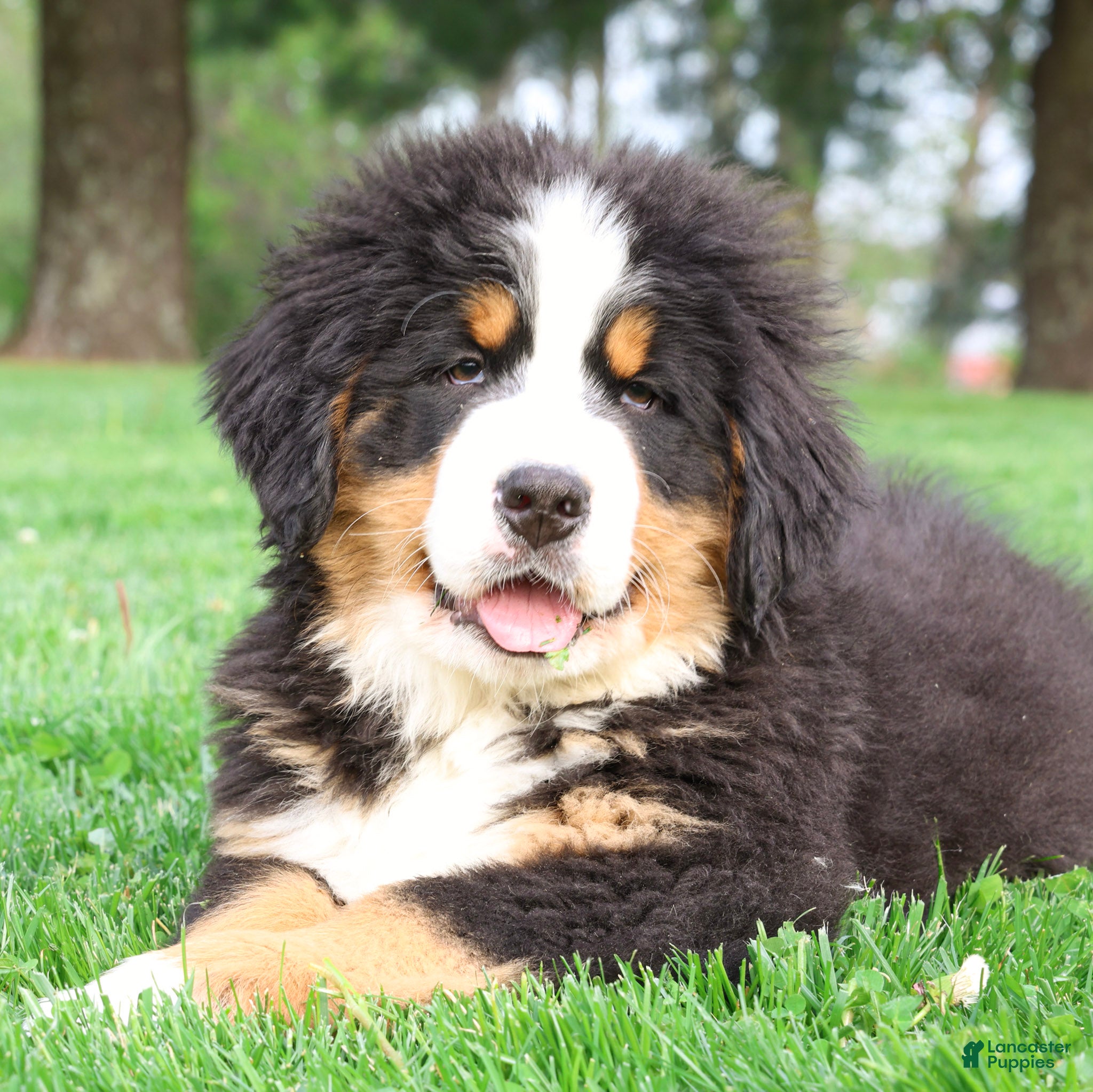 Bernese Mountain Dog dogs Ryder - Ad 1