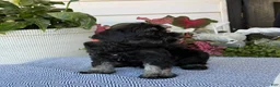 Miniature Schnauzer dogs for sale: Lovely - Ad 4