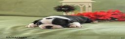 Boston Terrier dogs for sale: Jingles - Ad 1