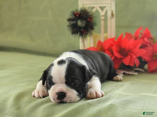 Boston Terrier dogs Jingles - Ad 19