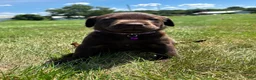 Labrador Retriever dogs for sale: Hazel - Ad 7