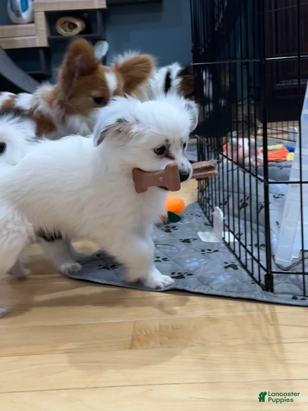 Mixed Breed dogs for sale: Gracie - Ad 2