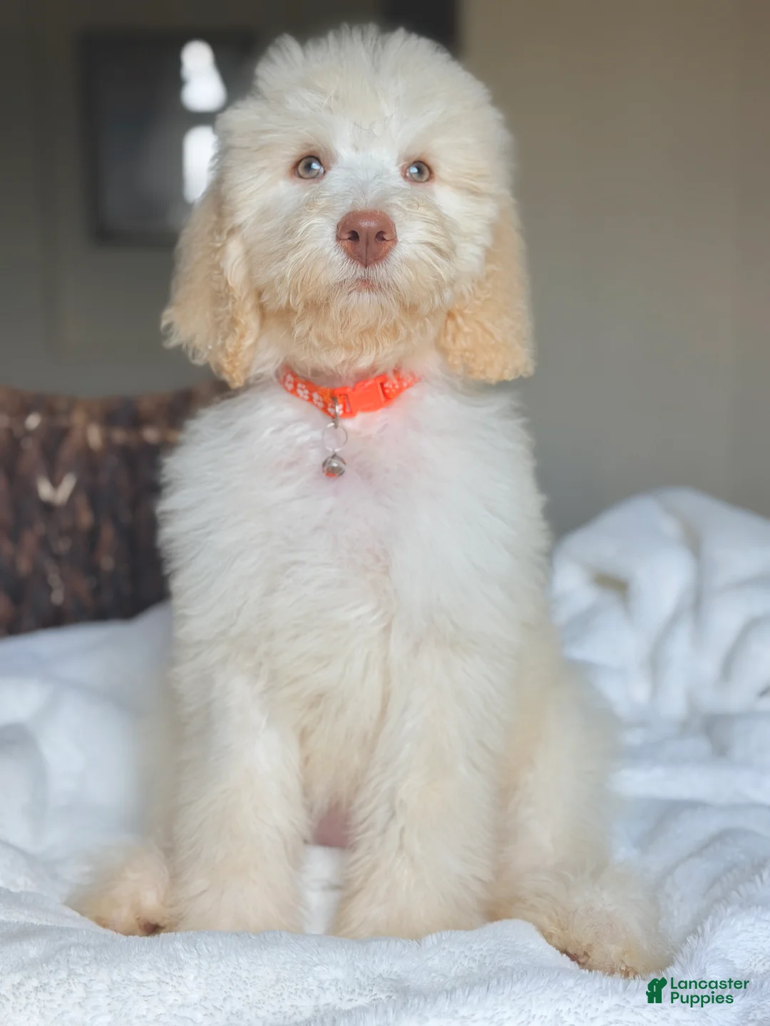 Labradoodle dogs for sale: Kimmy - Ad 1