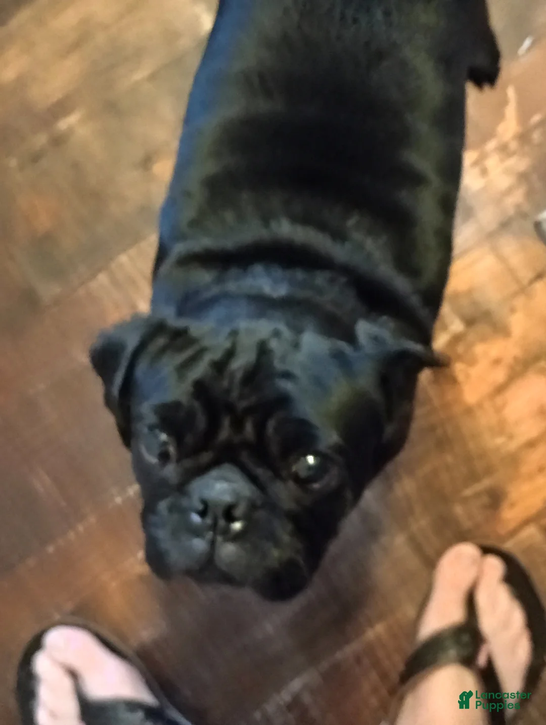 Pug dogs for sale: Pug Puppy 3 dark blue wrinkles - Ad 3