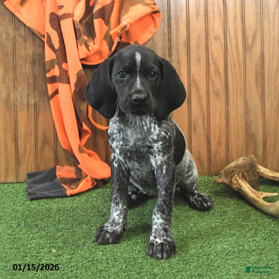 German Shorthaired Pointer dogs for sale: Cassie   - Ad 4