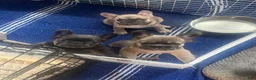 French Bulldog dogs for sale: Lilly - Ad 7